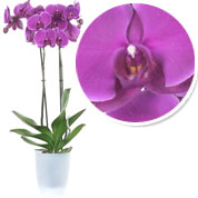 Orchid Mauve + Cachepot Transparent